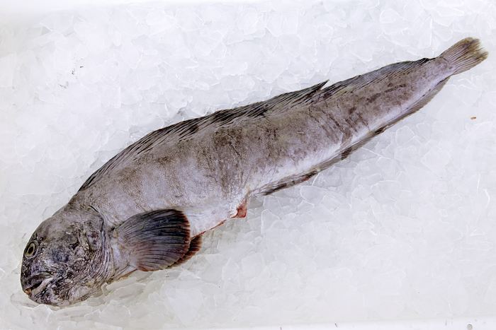 Anarhichas lupus Linnaeus, 1758 Anarhichas lupus Linnaeus, 1758