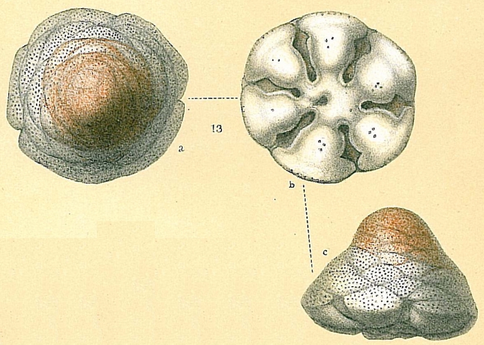 Cymbaloporetta squammosa Cymbaloporetta squammosa