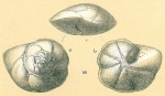 Chromista - Foraminifera (foraminifers)