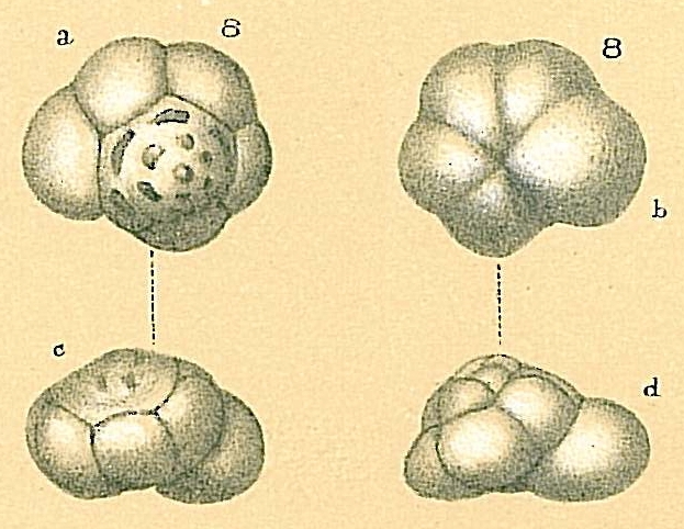 Ioanella tumidula