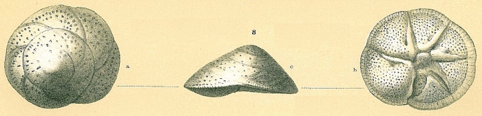 Neoeponides auberii Neoeponides auberii