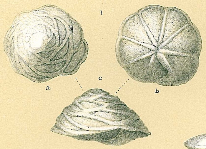 Neoeponides bradyi (Le Calvez, 1974) [Neoeponides berthelotianus sensu Jones, R.W. 1994]