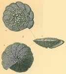 Chromista - Foraminifera (foraminifers)