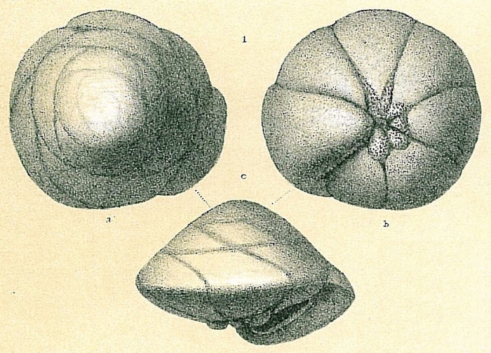 Neoeponides schreibersii Neoeponides schreibersii