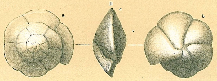 Oridorsalis umbonatus