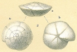 Chromista - Foraminifera (foraminifers)