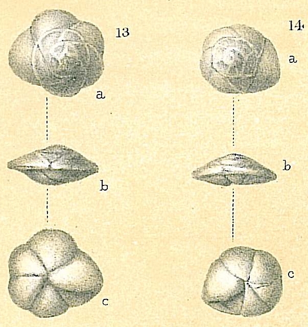 Alabaminoides exiguus