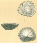 Osangularia bengalensis
