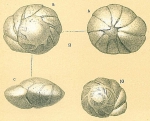 Chromista - Foraminifera (foraminifers)