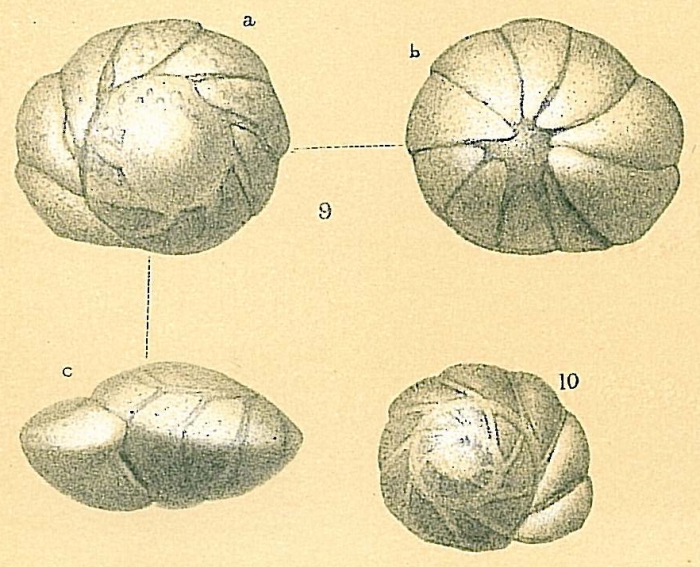 Osangulariella bradyi