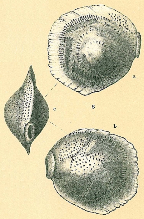 Siphonina bradyana