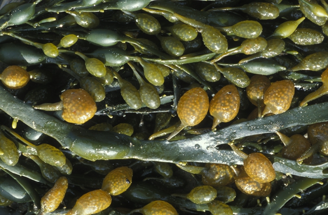 Ascophyllum nodosum (Linnaeus) Le Jolis, 1863 Ascophyllum nodosum (Linnaeus) Le Jolis, 1863
