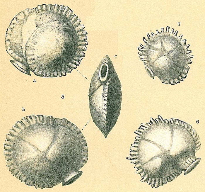 Siphonina tubulosa Siphonina tubulosa