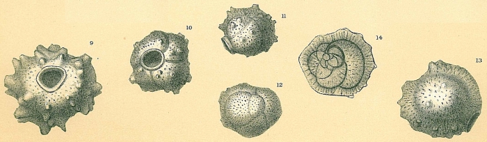 Siphoninoides echinatus and Siphoninoides laevigata (Howchin, 1889) (fig. 12 only)