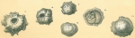 Siphoninoides echinatus and Siphoninoides laevigata (Howchin, 1889) (fig. 12 only)