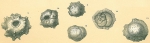Siphoninoides echinatus