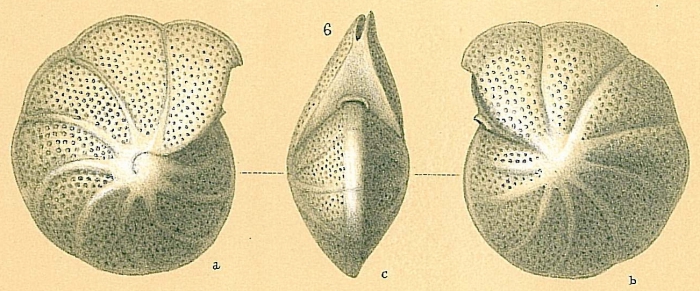 Anomalinella rostrata Anomalinella rostrata