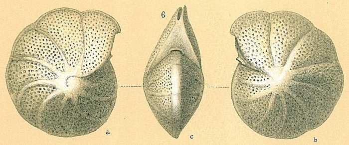 Anomalinella rostrata