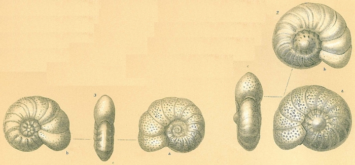 Anomalinoides colligerus Anomalinoides colligerus