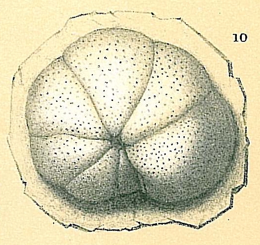 Cibicides lobatulus