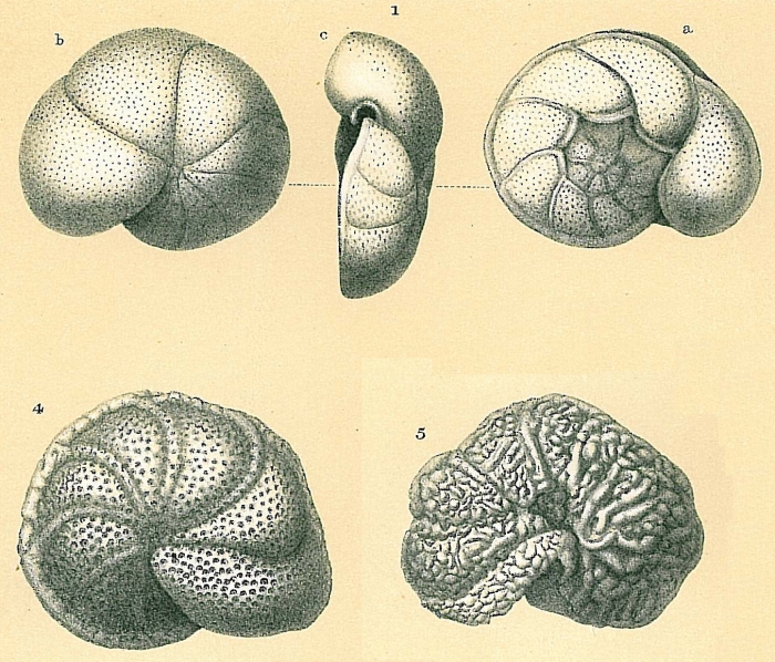 Cibicides lobatulus