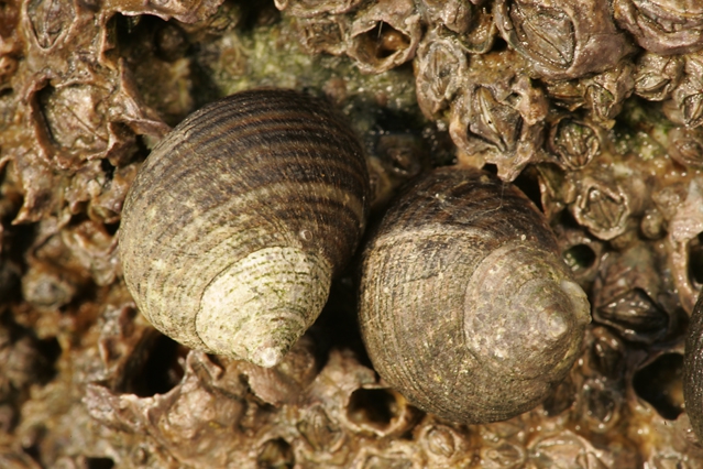 Littorina littorea (Linnaeus, 1758)