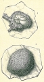 Chromista - Foraminifera (foraminifers)