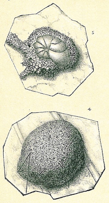 Cibicides lobatulus