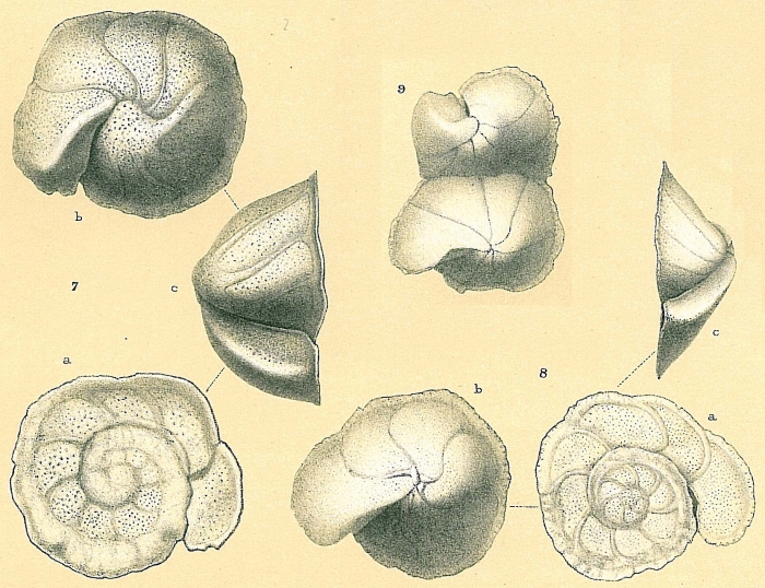 Cibicides refulgens