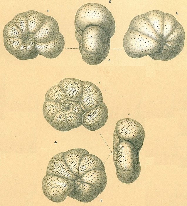 Cibicidoides globulosus Cibicidoides globulosus