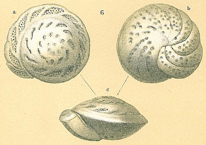 Cibicidoides mundulus