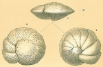 Chromista - Foraminifera (foraminifers)