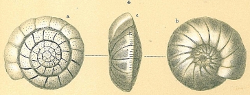 Cibicidoides robertsonianus