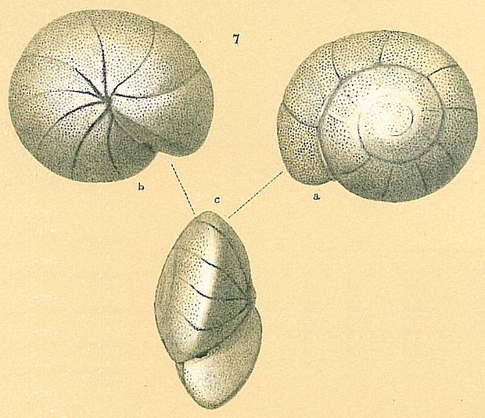 Cibicidoides subhaidingerii