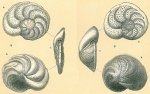 Chromista - Foraminifera (foraminifers)