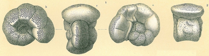 Discoanomalina coronata