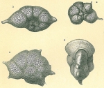 Chromista - Foraminifera (foraminifers)