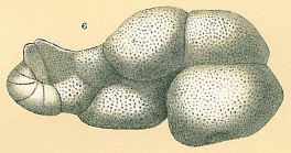 Dyocibicides biserialis