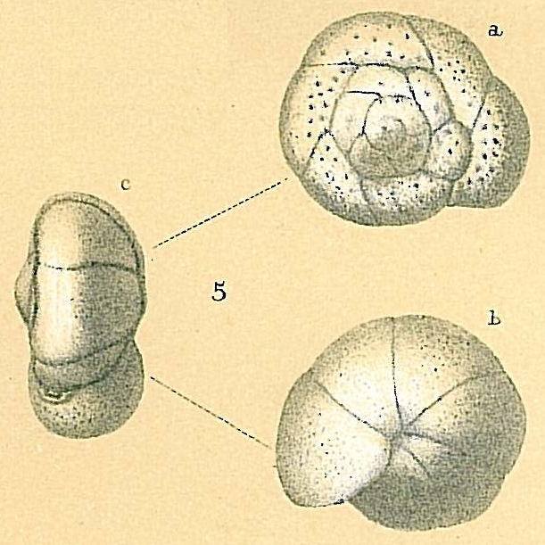 Gyroidina bradyi Gyroidina bradyi
