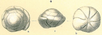 Gyroidina broeckhiana