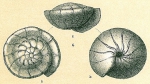 Gyroidina orbicularis