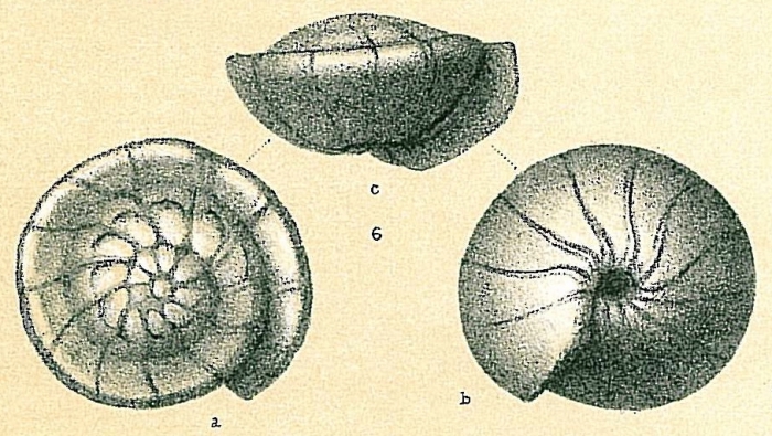 Gyroidina orbicularis