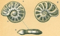 Chromista - Foraminifera (foraminifers)