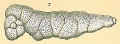 Chromista - Foraminifera (foraminifers)