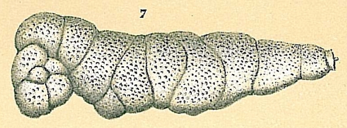 Karreria uniserialis Karreria uniserialis