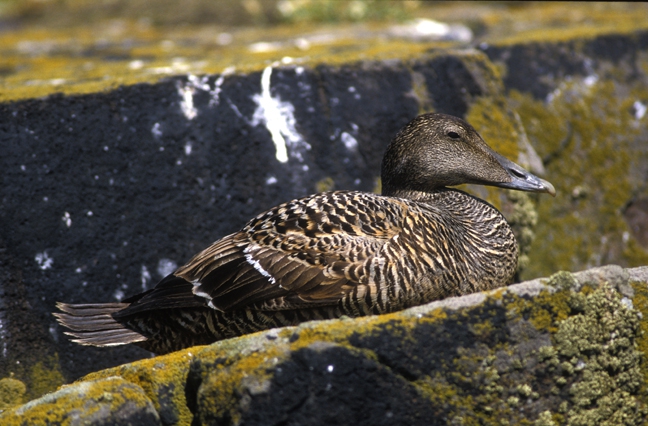 Somateria mollissima (Linnaeus, 1758) Somateria mollissima (Linnaeus, 1758)