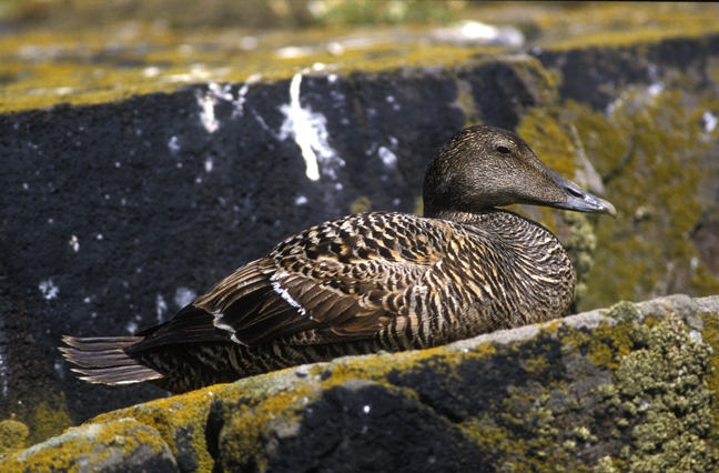 Somateria mollissima (Linnaeus, 1758) 