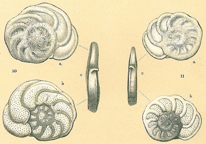 Planulina ariminensis Planulina ariminensis
