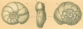 Chromista - Foraminifera (foraminifers)