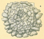 Chromista - Foraminifera (foraminifers)